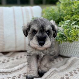 Giant Schnauzer and Miniature Schnauzer Puppies from Hillside Kennels