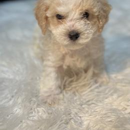 Poodle Puppies from Pawsome Poodles