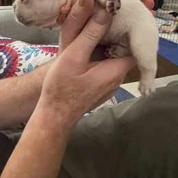 French Bulldog Puppies from JoJo French Bulldogs