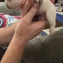 French Bulldog Puppies from JoJo French Bulldogs