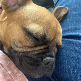 BooBoo - French Bulldog