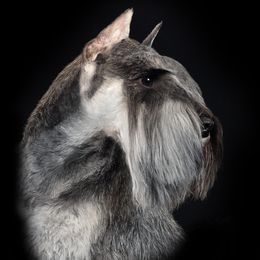 Chilly - Miniature Schnauzer