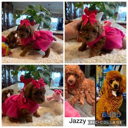Poodle puppies from Mary Gorgeous Poodles