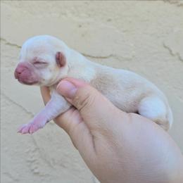 Fawn 3 - Fawn and white male Chihuahua puppy in Vineland, New Jersey from Royal Companion's