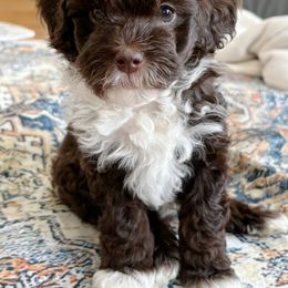 Boots - Chocolate male Goldendoodle puppy in Berlin, Ohio from Doodle Babys