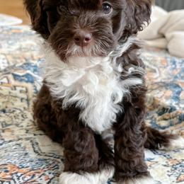 Boots - Chocolate male Goldendoodle puppy in Berlin, Ohio from Doodle Babys