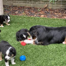 Miniature American Shepherd Puppies from Harbor View Mini American Shepherds