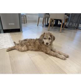 Aussiedoodle and Miniature Australian Shepherd Puppies from Aussies Acre