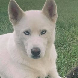 Siberian Huskies from Jimenez Family Siberians