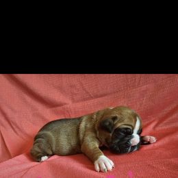 Boxer and Shih Tzu Puppies from L&L European Boxers and Shih Tzus