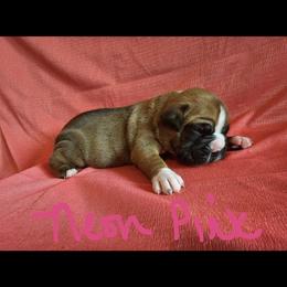 Boxer and Shih Tzu Puppies from L&L European Boxers and Shih Tzus
