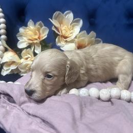 Toffee - Cream female Dachshund puppy in Saint Peter, Illinois from Ashton’s Doxies of Southern IL