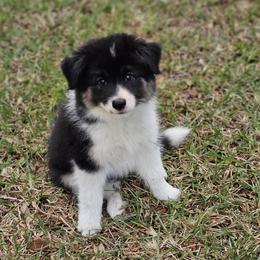 Girl 1 - Tri-color female Border Collie puppy in Wildwood, Florida from Isle Breez Border Collies