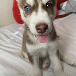 Siberian Husky Puppies from Bella's Working husky