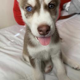 Siberian Husky Puppies from Bella's Working husky