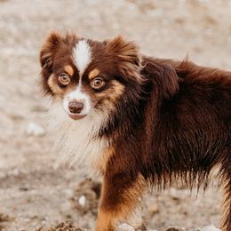 Kodak  - Toy Australian Shepherd