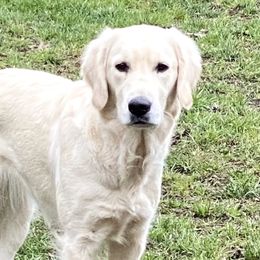 Nova - Golden Retriever