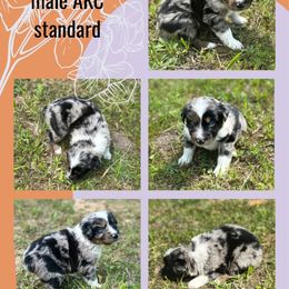 Fred - Blue merle Australian Shepherd puppy in Asheboro, North Carolina from Stellar Aussies