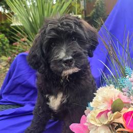 Millie - Parti female Saint Berdoodle puppy in Castle Rock, Washington from PNW Saint Berdoodles