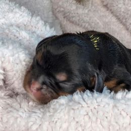 Cavalier King Charles Spaniel Puppies from The Country Beehouse