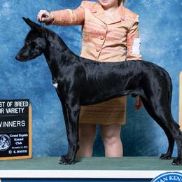 Cavalier King Charles Spaniels and Xoloitzcuintli from Kingslee Kennels
