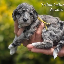(Yellow Collar) Acadia - Merle female Goldendoodle puppy in Granite Falls, North Carolina from Carolina Goldendoodles