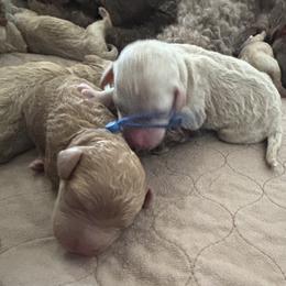 Goldendoodle Puppies from 4H Doodles