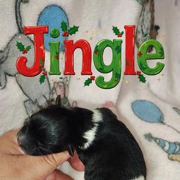 Jingle - Black parti female Pomeranian puppy in Illinois from Maribel Poms