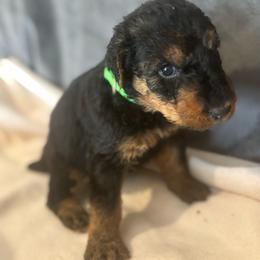 Preston - Black and tan male Airedale Terrier puppy in Huntersville, North Carolina from Cool Hand Luke Kennels