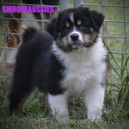 Australian Shepherd Puppies from Smooreaussies