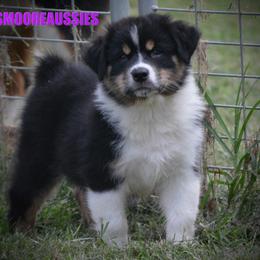 Australian Shepherd Puppies from Smooreaussies