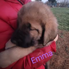 Emma - Wolfgray female Spanish Mastiff puppy in Prosperity, Pennsylvania from Prosperity Guardians