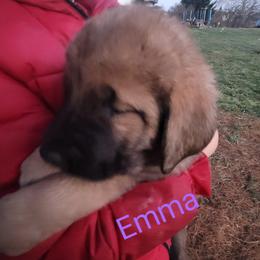 Emma - Wolfgray female Spanish Mastiff puppy in Prosperity, Pennsylvania from Prosperity Guardians
