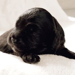 Cavachon, Cavalier King Charles Spaniel, and Cavapoo Puppies from Comfort Cavs