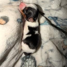 GG - Parti female Yorkshire Terrier puppy in Clarksburg, Indiana from Hidden Gems Parti Yorkies