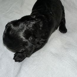 Miss Black - Black female Cockapoo puppy in Tampa, Florida from Mary Puppins