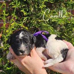 Girl 2 - female Newfypoo puppy in Hardin, Kentucky from Bluegrass Newfypoos