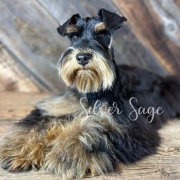 Rocky - Miniature Schnauzer