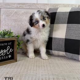 Ebi - Blue merle female Australian Shepherd puppy in Jonesborough, Tennessee from Lotus Australian Shepherds