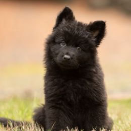 Compsognathus (Compy) - Black male German Shepherd puppy in Gig Harbor, Washington from Crescent Lake Shepherds