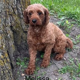Melissa - Cavapoo