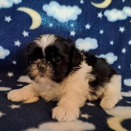 Cady - Black and white female Shih Tzu puppy in Silver Springs, Nevada from Meadowlyn's Dream Shih Tzu