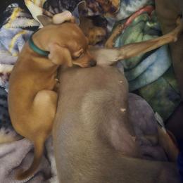 Levi - Red male Miniature Pinscher puppy in Stratford, Connecticut from NutMeg Min Pins