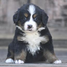 Girl 5 - Black tan and white female Bernese Mountain Dog puppy in Loveland, Colorado from Grateful Bernese & Gage's Goldens