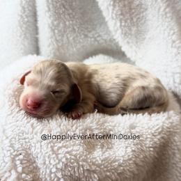 Pickles - Dapple male Dachshund puppy in Robesonia, Pennsylvania from Happily Ever After’s Puppies
