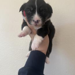 Squirtle - Black and tan male Pembroke Welsh Corgi puppy in Red Bluff, California from Wilder Ranch Corgis