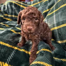 Blue collar - Phantom male Poodle puppy in Huntsville, Alabama from Flint River Poodles