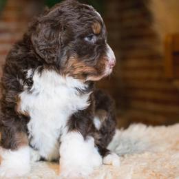 Australian Mountain Doodle Puppies from Brick House Farm Doodles