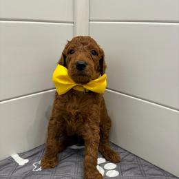 Yellow male - Red  male Poodle puppy in San Benito, Texas from Irene's Poodles