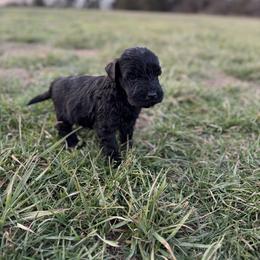 Natural tail (Girl 4) - Black female Giant Schnauzer puppy in Bois D’arc, Missouri from Down Low Kennels